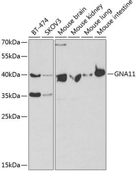 GNA11 Antibody