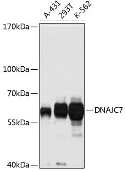 DNAJC7 Antibody