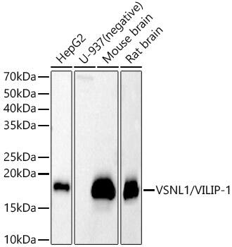 visinin-like 1 Antibody