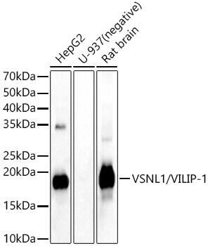 visinin-like 1 Antibody