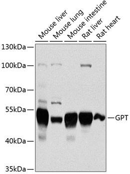 GPT Antibody