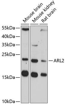 ARL2 Antibody