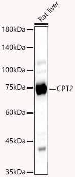 CPT2 Antibody