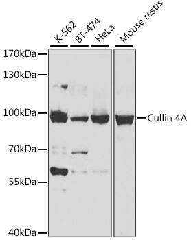 Cullin 4a Antibody