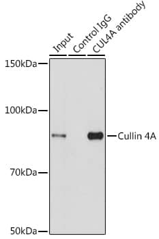 Cullin 4a Antibody