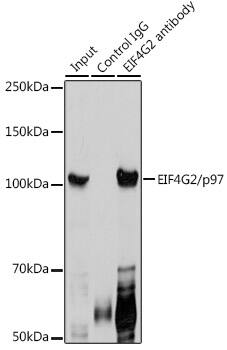 DAP5 Antibody