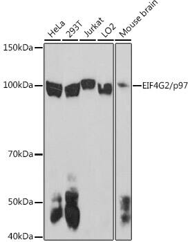 DAP5 Antibody