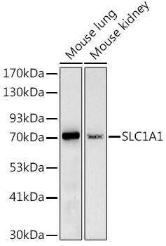 EAAT3 Antibody
