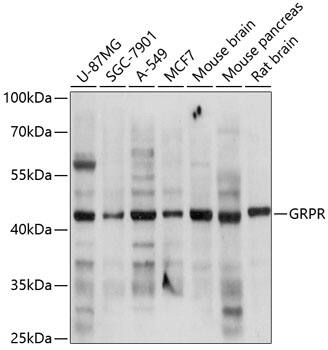 Gastrin-releasing Peptide R/GRPR Antibody