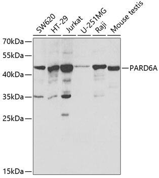 PARD6A Antibody