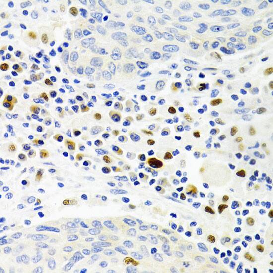 GEMIN2 Antibody