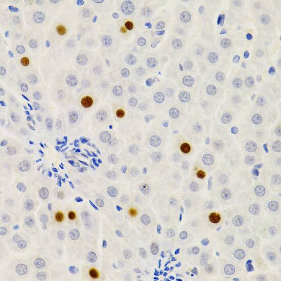 GEMIN2 Antibody