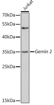 GEMIN2 Antibody