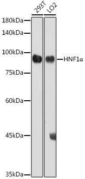 HNF1 Antibody