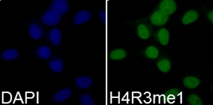 H4 Clustered Histone 1 [Monomethyl Arg3] Antibody