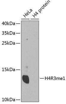 H4 Clustered Histone 1 [Monomethyl Arg3] Antibody