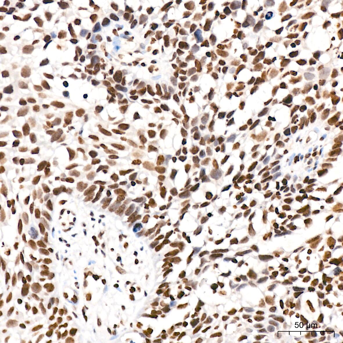 H4 Clustered Histone 1 [Sym-dimethyl Arg3] Antibody