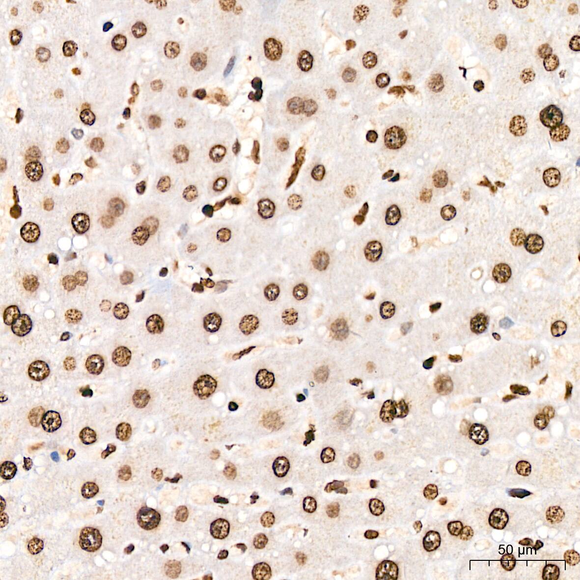 H4 Clustered Histone 1 [Sym-dimethyl Arg3] Antibody