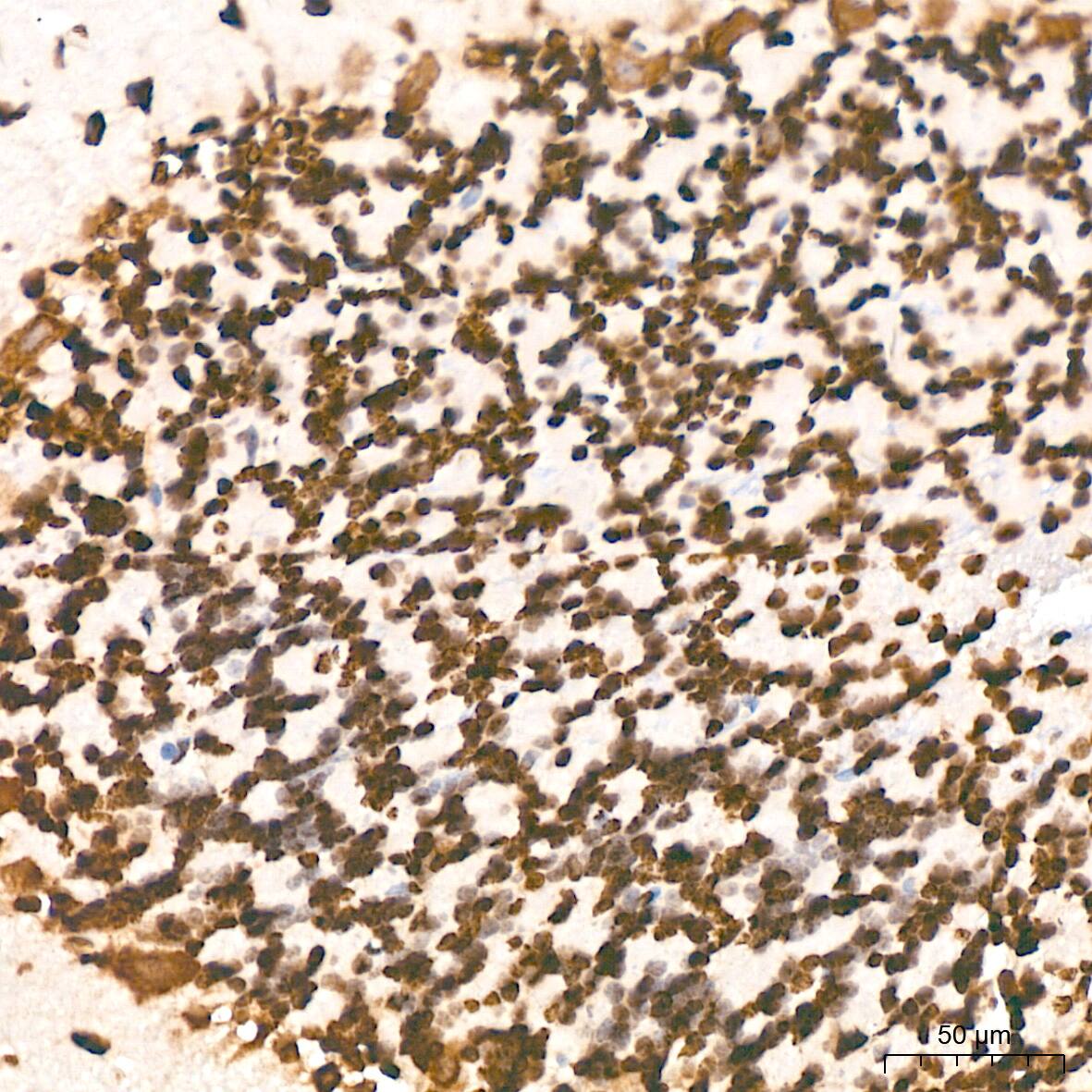 H4 Clustered Histone 1 [Sym-dimethyl Arg3] Antibody
