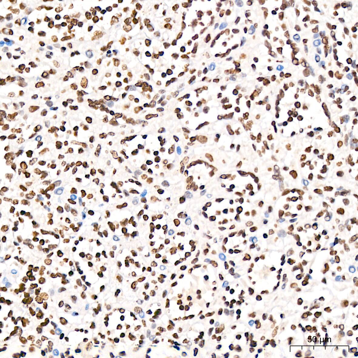 H4 Clustered Histone 1 [Sym-dimethyl Arg3] Antibody