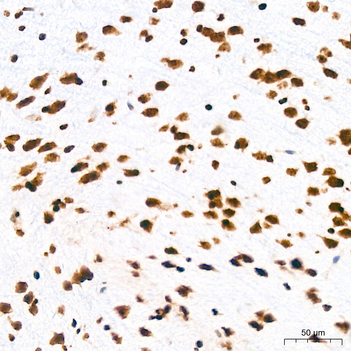 H4 Clustered Histone 1 [Sym-dimethyl Arg3] Antibody