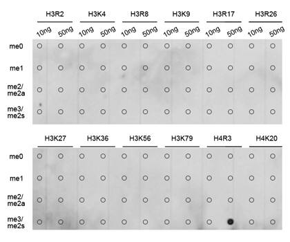 H4 Clustered Histone 1 [Sym-dimethyl Arg3] Antibody
