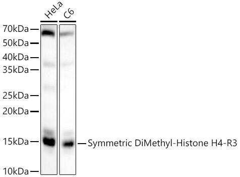 H4 Clustered Histone 1 [Sym-dimethyl Arg3] Antibody