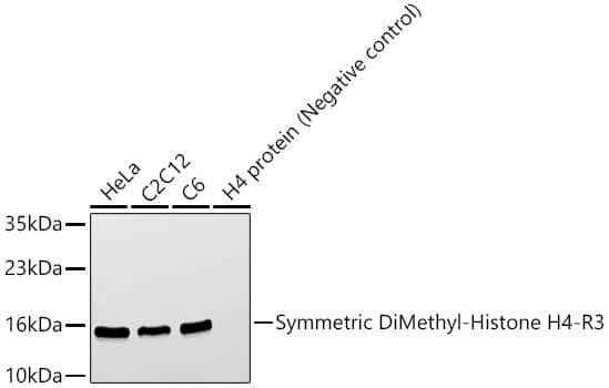 H4 Clustered Histone 1 [Sym-dimethyl Arg3] Antibody