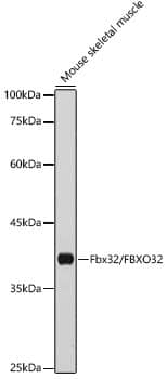 Fbx32 Antibody