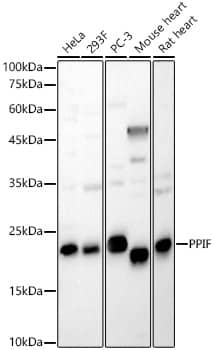 Cyclophilin-F Antibody