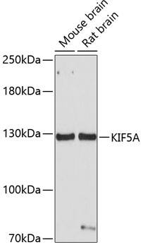 Kinesin 5A Antibody