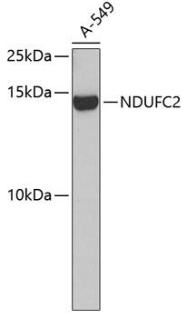 NDUFC2 Antibody