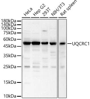 UQCRC1 Antibody