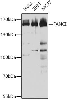 FANCI Antibody