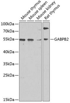 Gabpb2 Antibody