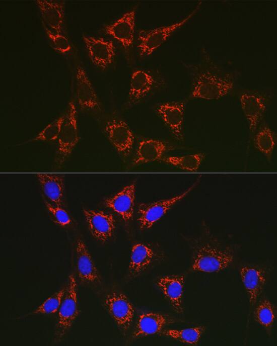 SLC25A6 Antibody