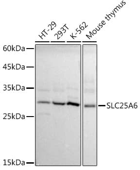 SLC25A6 Antibody