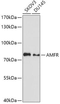 AMFR/gp78 Antibody