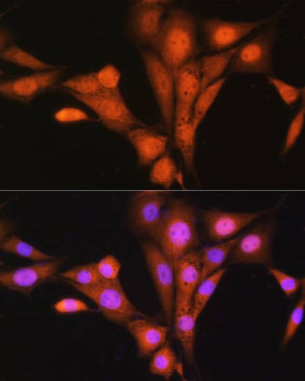 ASNA1 Antibody