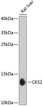 CKS2 Antibody