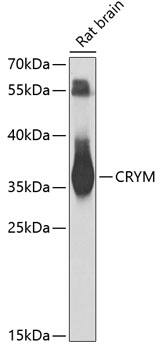 mu Crystallin Antibody