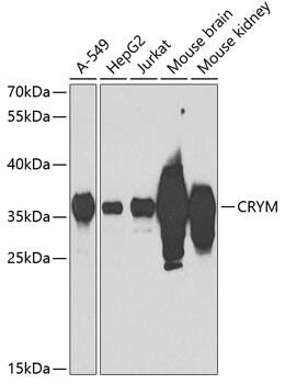 mu Crystallin Antibody