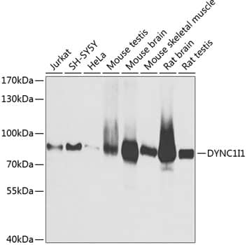 DNCIC1 Antibody