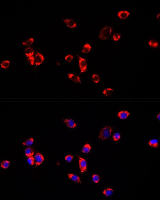 ECHS1 Antibody