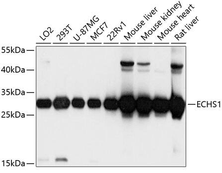 ECHS1 Antibody