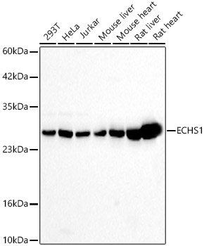 ECHS1 Antibody