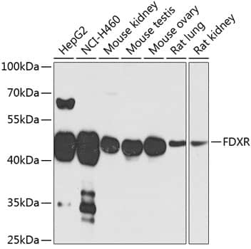 Ferredoxin Reductase Antibody