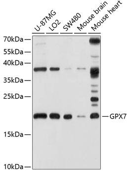 Glutathione Peroxidase 7 Antibody