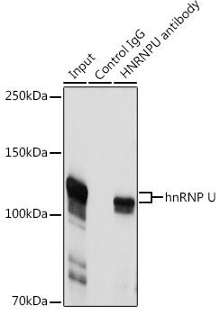 hnRNP U Antibody