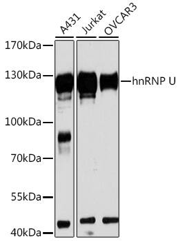 hnRNP U Antibody